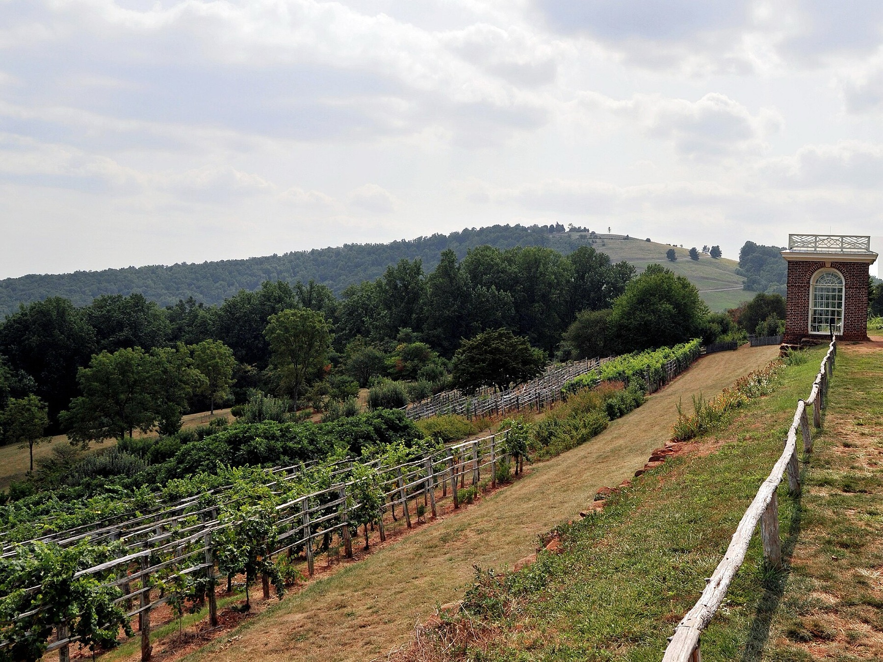 Vineyard rows climbing toward the Blue Ridge